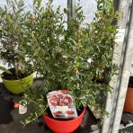 Granátové jablko (Punica granatum) ´WONDERFUL´ - výška 30-40 cm, kont. C2,6L - BONSAJ (DECO MISA)